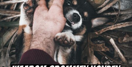 waarom gromt een hond