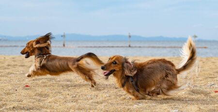 zoomies-hond-begrijpen