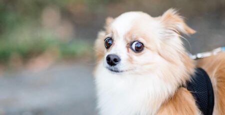 bange hond uitlaten