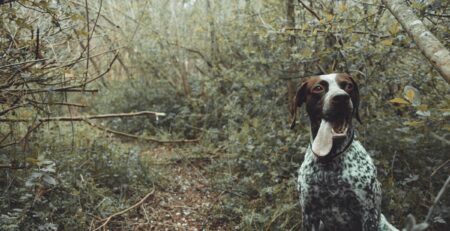dominantietheorie hond