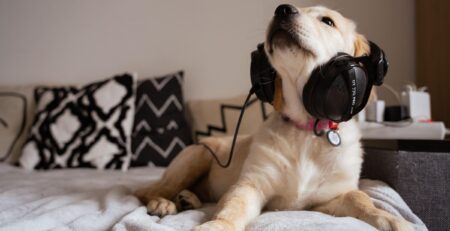 hond angstig voor geluiden