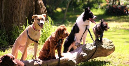 hond bang voor andere honden