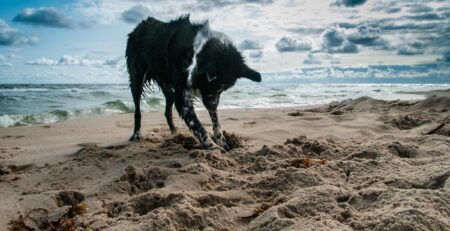 hond graven afleren