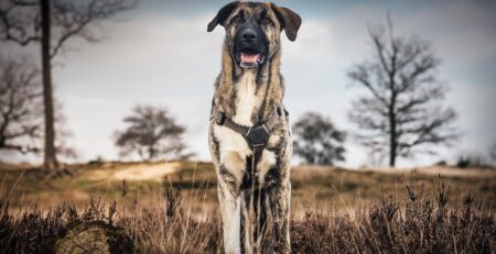 hond herplaatser adopteren