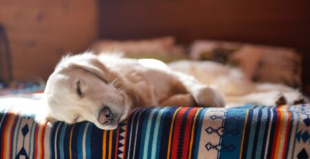 hond trilt in slaap