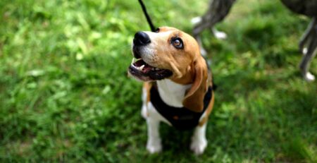 hond valt uit aan de lijn