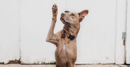 hond vraagt aandacht met poot