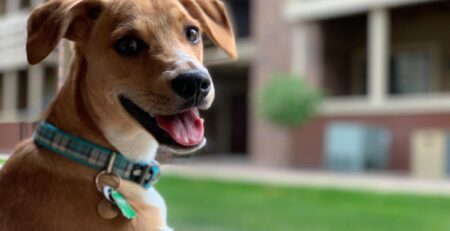 l-tryptofaan voor honden