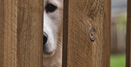 plotseling agressief gedrag hond