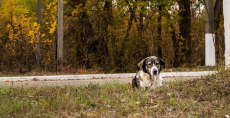 spondylose bij de hond