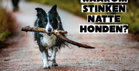 waarom stinken natte honden