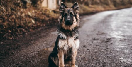 dominantie bij honden