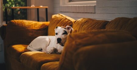 hond alleen laten