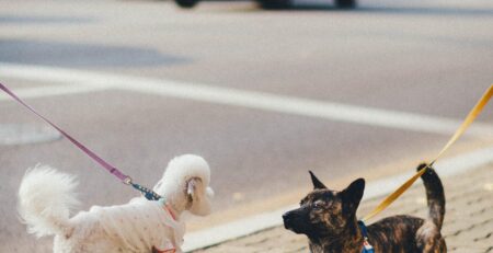 hond andere honden leren negeren