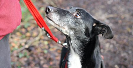 hond angst voor riem