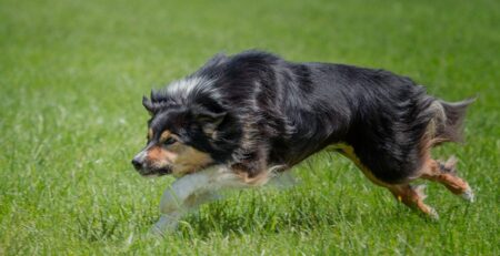 hond gaat achter fietsers aan