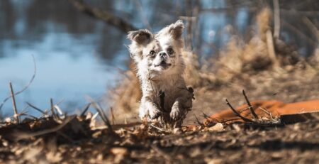 mijn hond is heel druk