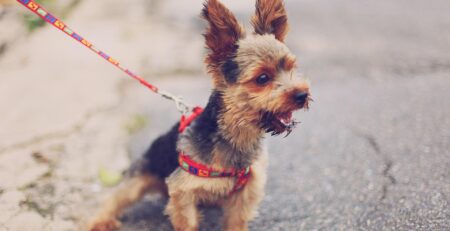 uitvallen hond aan de riem