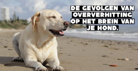 gevolgen van oververhitting op het brein van je hond