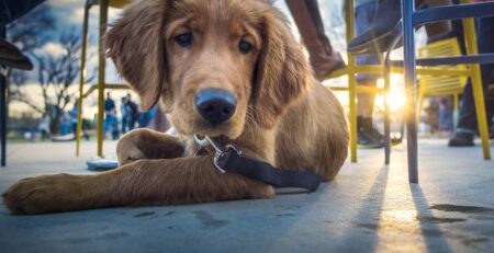 hond mee naar een restaurant