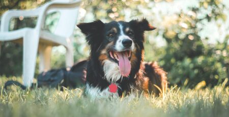 hond warmere maanden