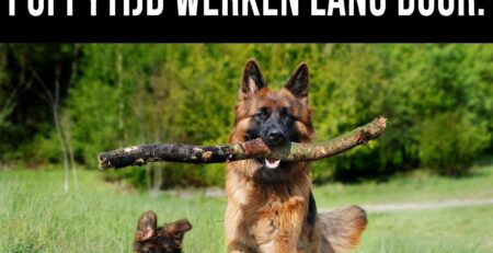 positieve ervaringen in de puppytijd