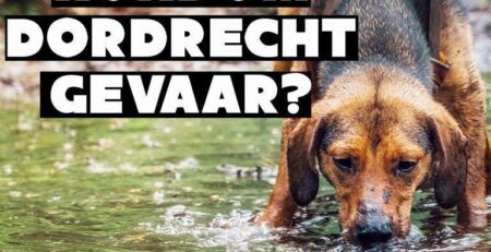 pfas en honden