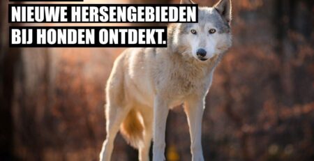 nieuwe hersengebieden bij honden ontdekt