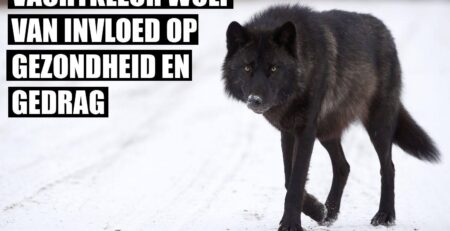 vachtkleur wolven
