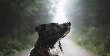 adaptil honden feromonen