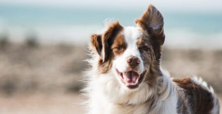 choline voor je hond