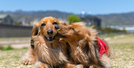 hond ineens afstandelijk