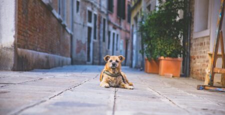 kenmerken getraumatiseerde hond
