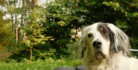 groenlipmossel voor honden