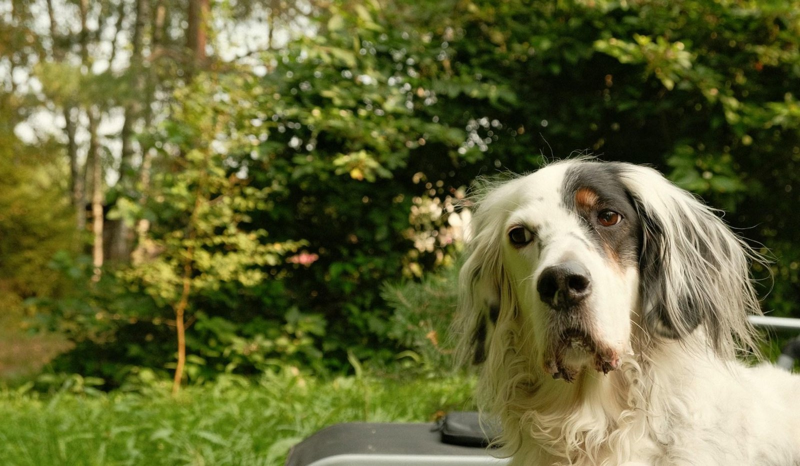 Groenlipmossel voor honden: de voordelen