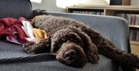 australian labradoodle labradoodle