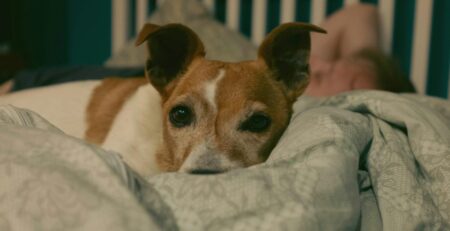 hond bang voor vuurwerk
