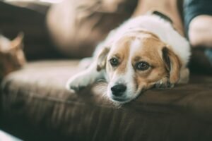 hond braakt onverteerd voedsel