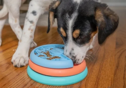 Likmat voor de hond: wat je moet weten