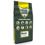Yourdog Duitse Pinscher Pup - Afbeelding 1