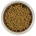 Yourdog Dwerg- Of Toypoedel Volwassen - Afbeelding 3